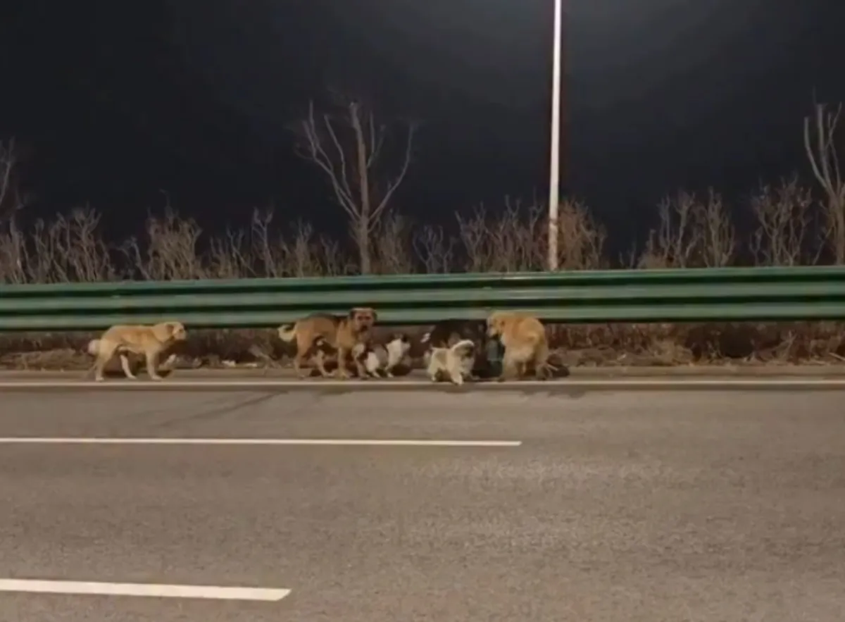 影／7犬遭擄成功跳車  結伴走17公里回家